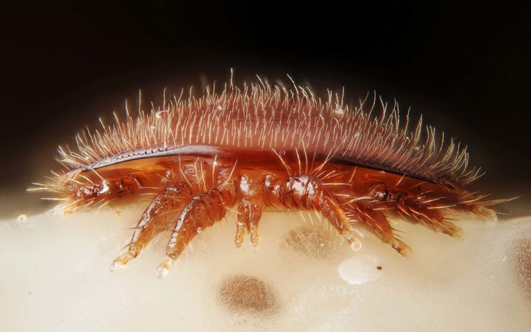 Учимся у природы – создание линий, устойчивых к клещам Varroa destructor