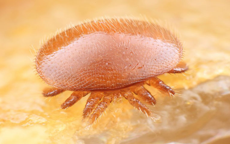 Удивительная жизнь клеща Варроа