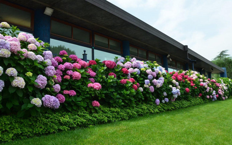 Медоносные защитные живые  изгороди