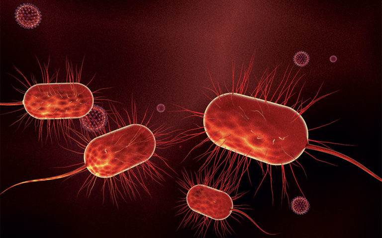 Бактерия, которая может убивать пчел во время зимовки