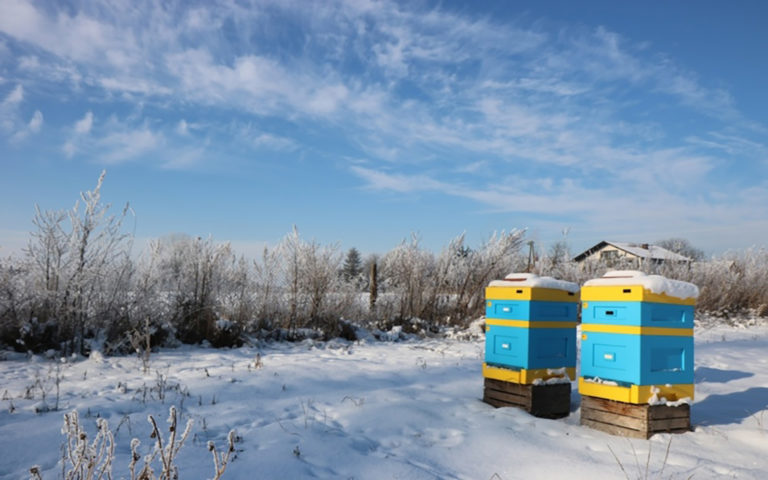 Зимовка пчел