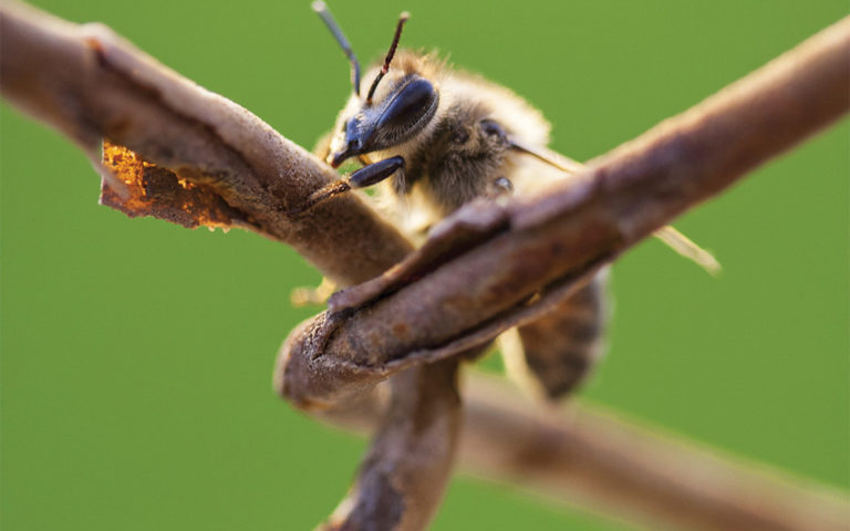 Пасека в городе и экологически чистый мед