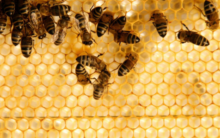 Температура и развитие пчелы