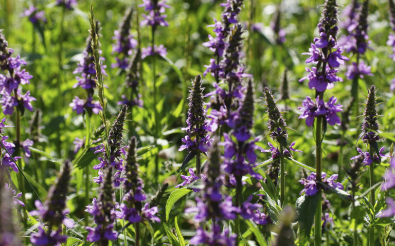 Малоизвестные медоносные растения, часть 2.