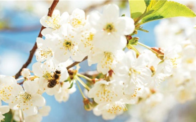 Составляем календарь цветения медоносов